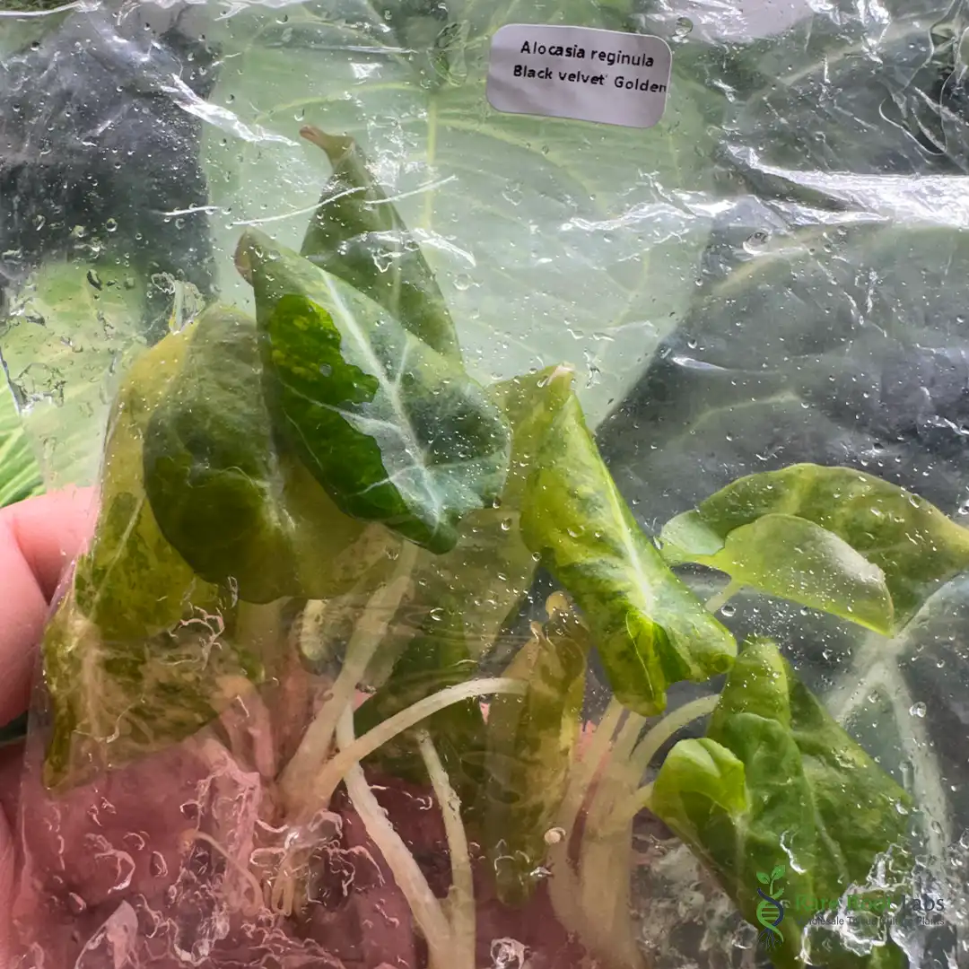 Home 3 Wholesale TC supplier Alocasia Black Velvet Golden