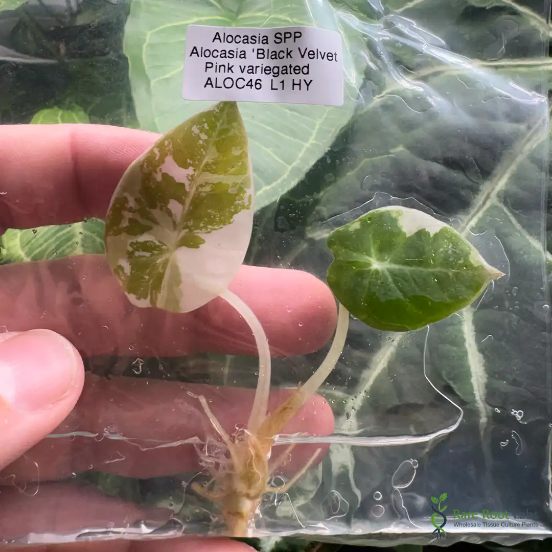 Home 6 Wholesale TC supplier Alocasia Black Velvet Pink Variegated