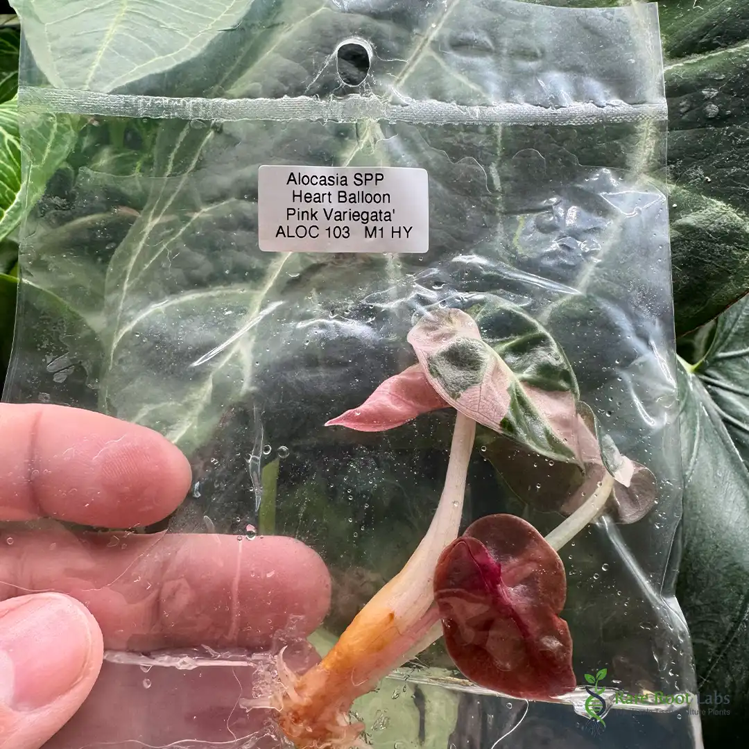 Home 5 Wholesale TC supplier Alocasia Heart Balloon Pink Variegata