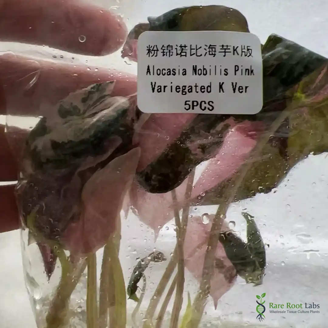 Home 2 Wholesale TC supplier Alocasia Nobilis Pink Variegated