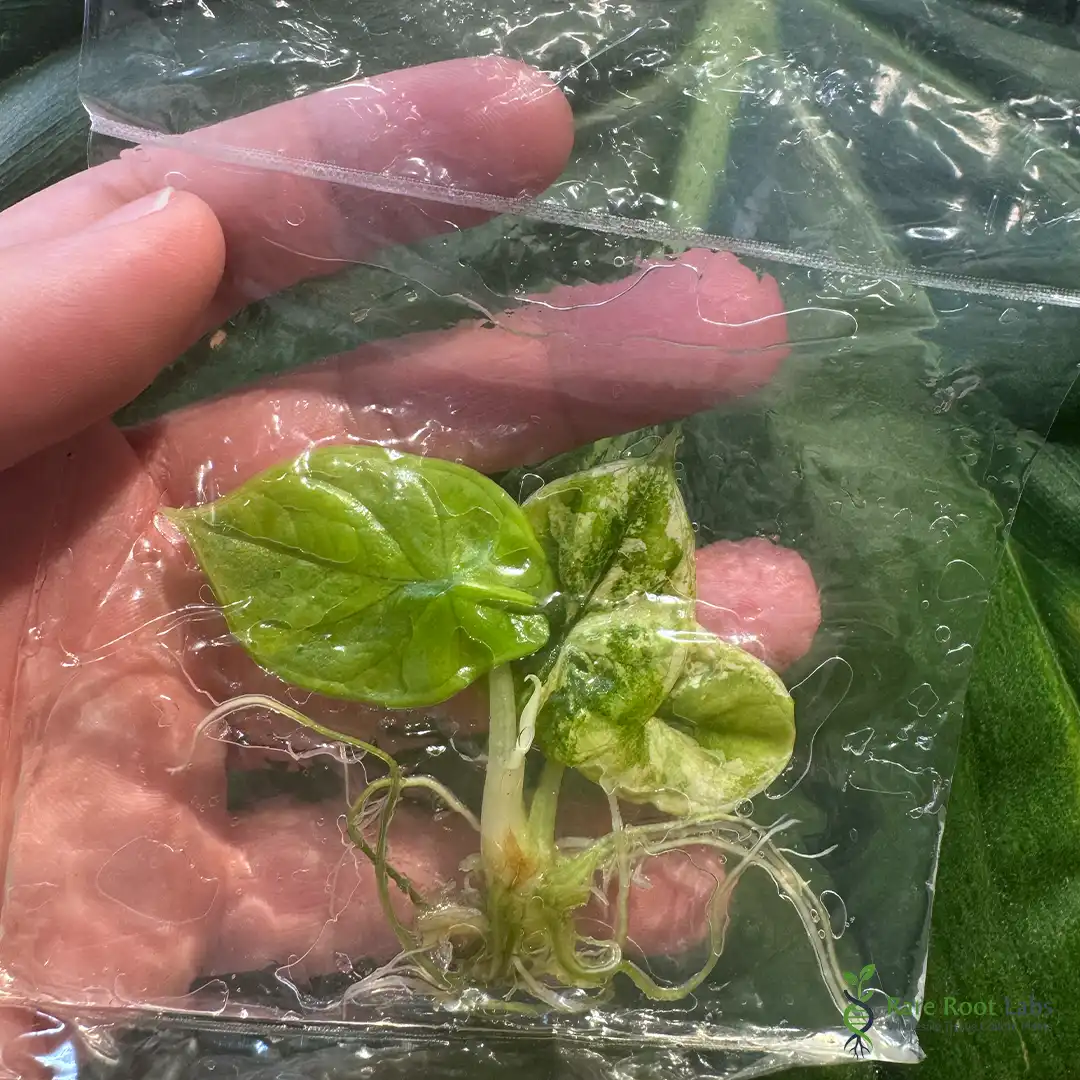 Home 7 Wholesale TC supplier Alocasia Silver Dragon Aurea