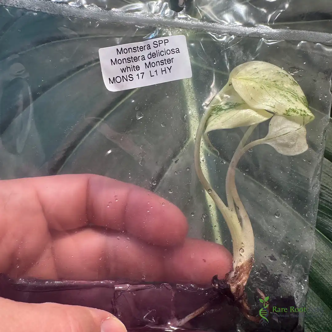 Home 9 Wholesale TC supplier Monstera White Monster