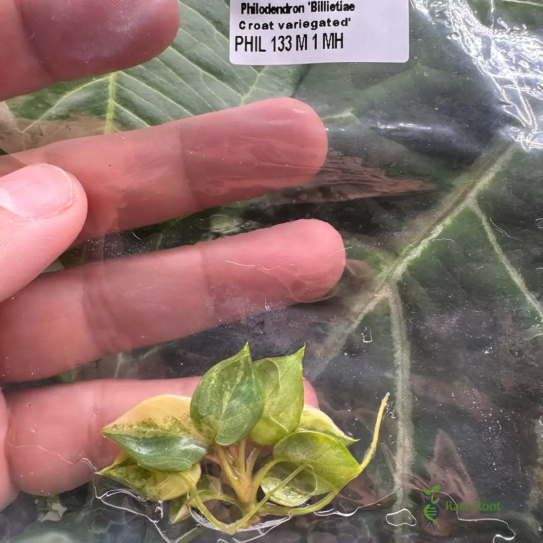 Home 10 Wholesale TC supplier Philodendron Billietiae Variegated