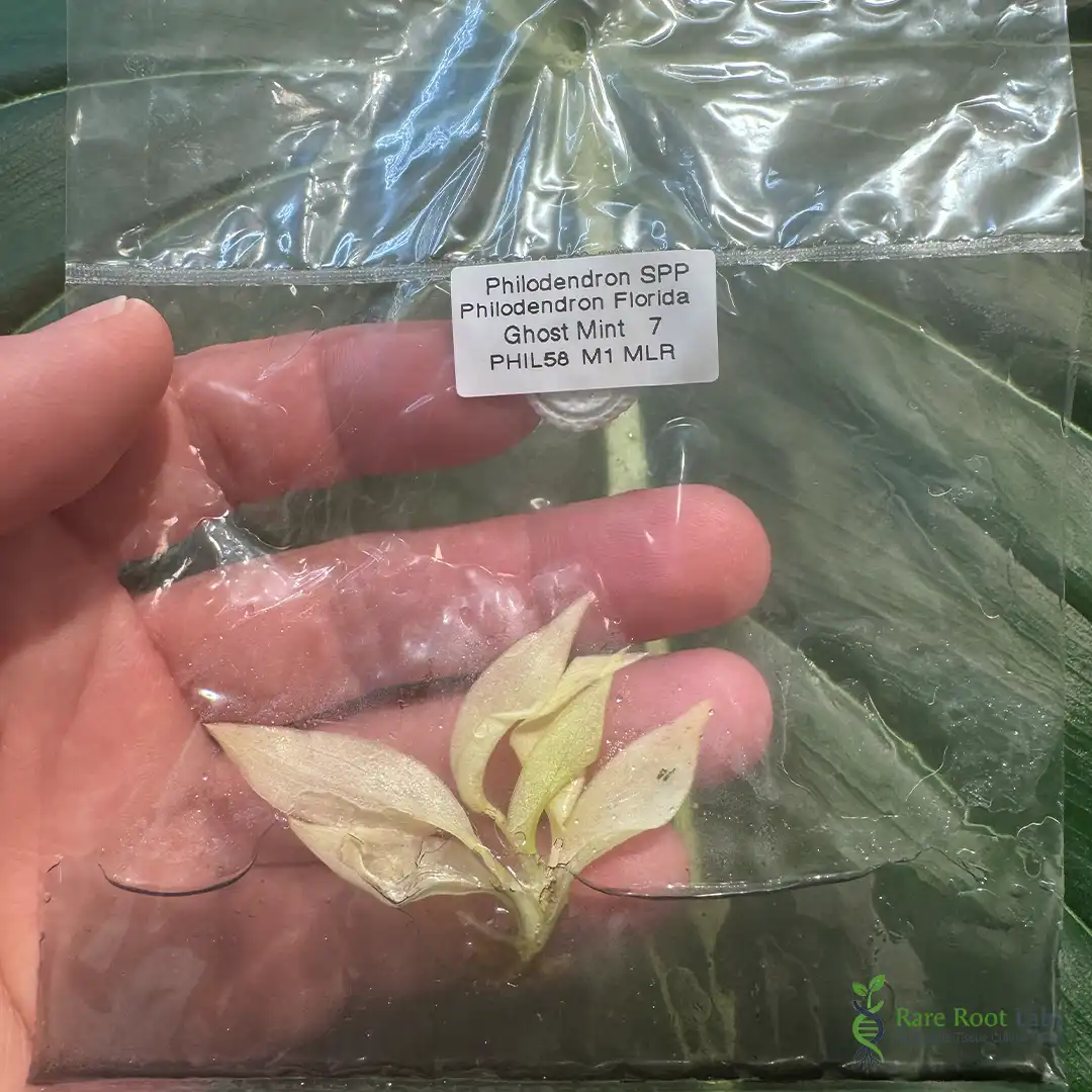 Home 8 Wholesale TC supplier Philodendron Florida Ghost Mint