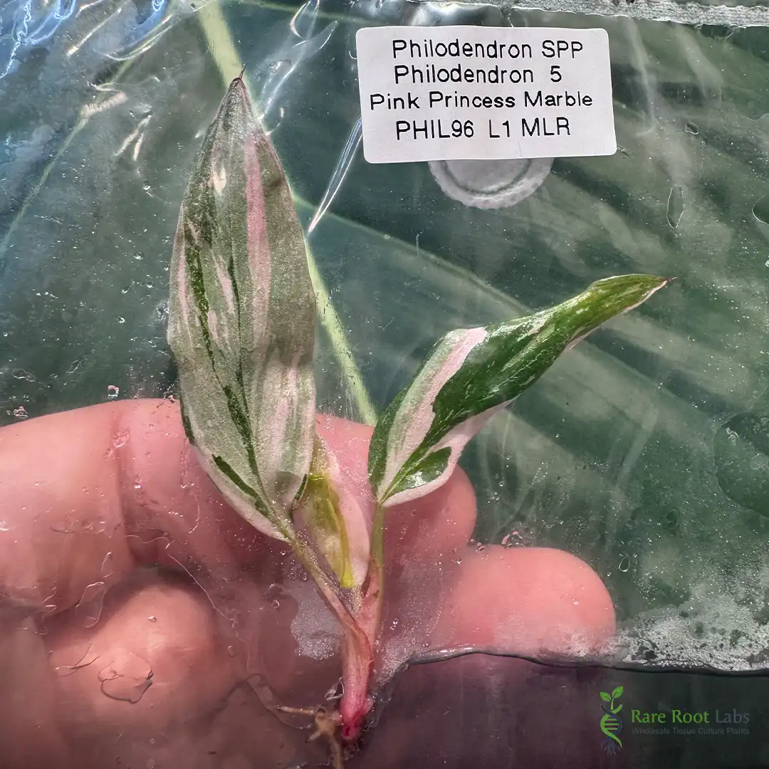 Home 4 Wholesale TC supplier Philodendron Pink Princess Marble