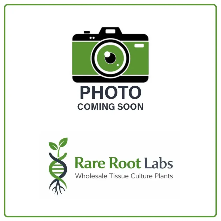 photo coming soon Wholesale Tissue Culture Plants