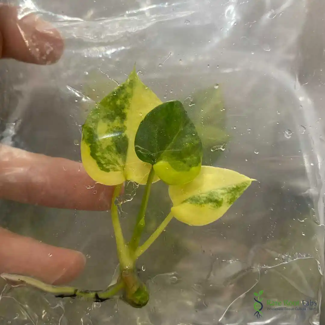 Home 1 Wholesale TC supplier Variegated Anthurium tissue culture