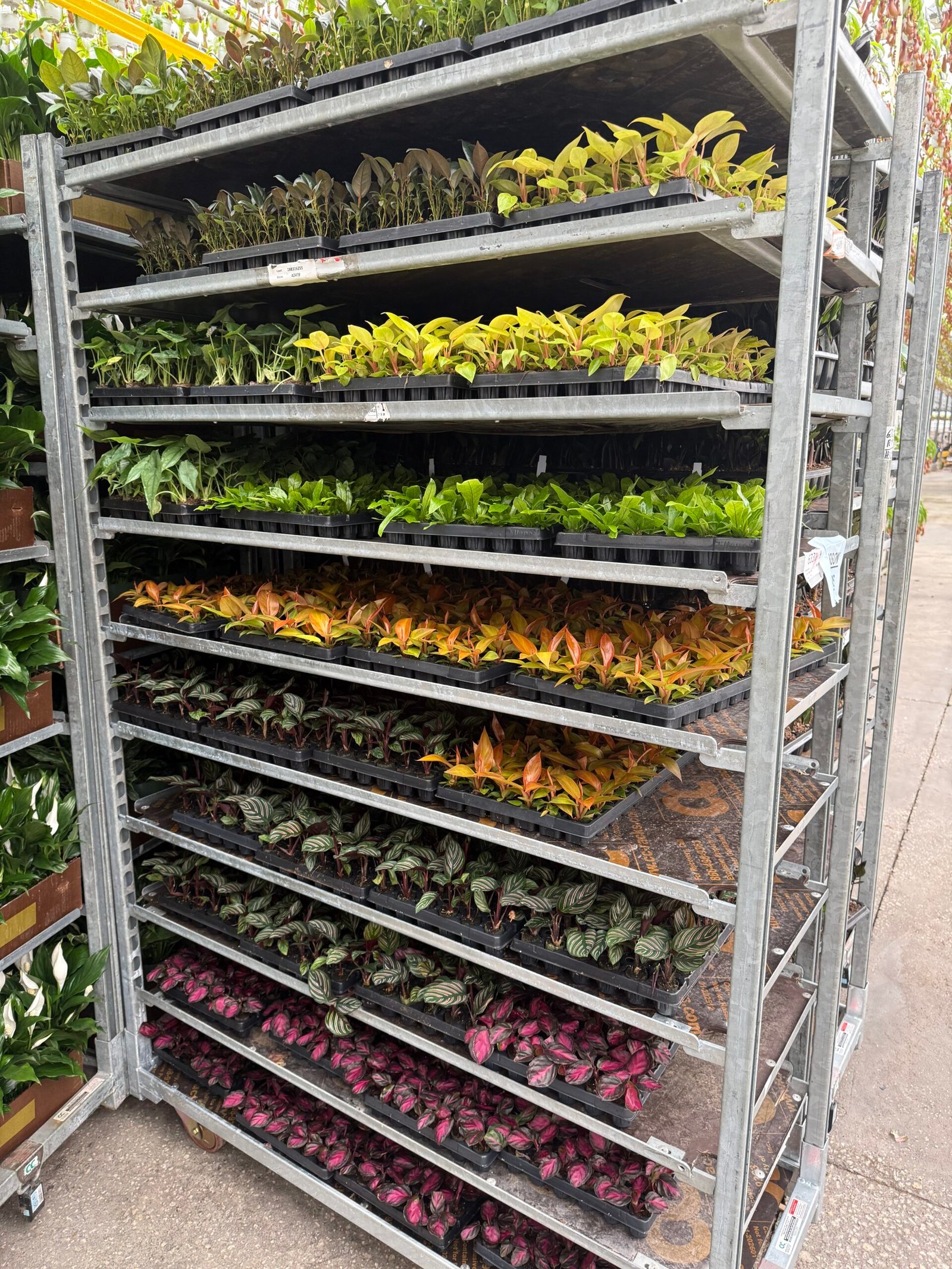 Wholesale plant plugs and liners