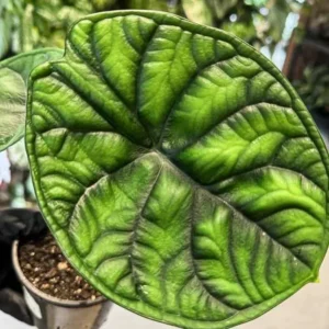 Alocasia Aegis