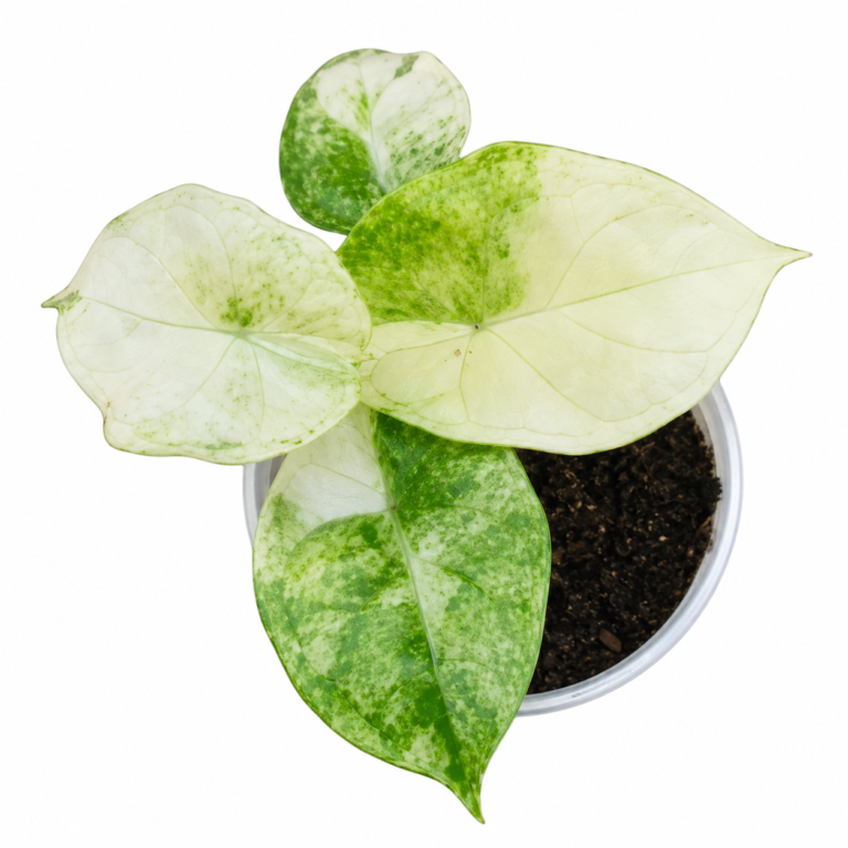 Alocasia Aegis Mint Var