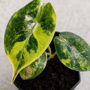 Alocasia Azlanii Aurea Var