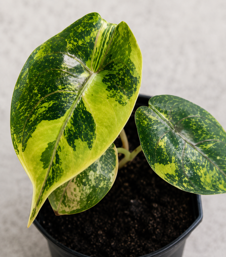 Alocasia Azlanii Aurea Var