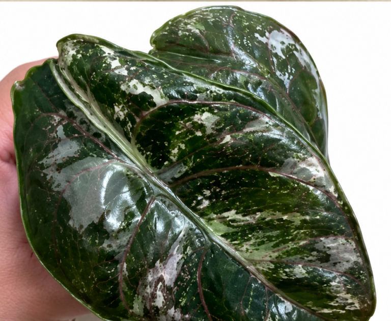 Alocasia Azlanii Pink Var