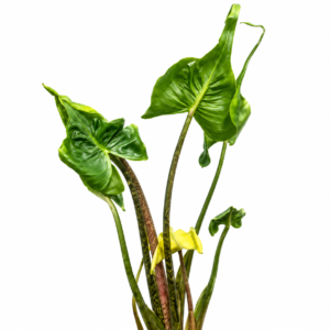 Alocasia Baby Ray