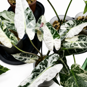 Alocasia Bambino Arrow Tricolor Var