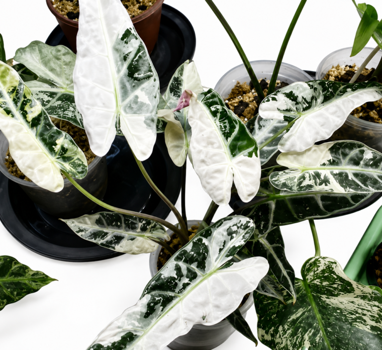 Alocasia Bambino Arrow Tricolor Var