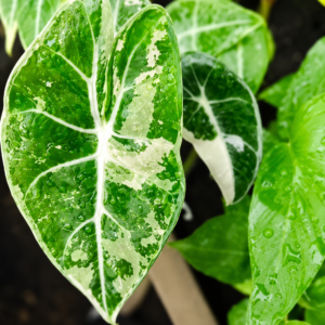 Alocasia Black Satun Pink Var