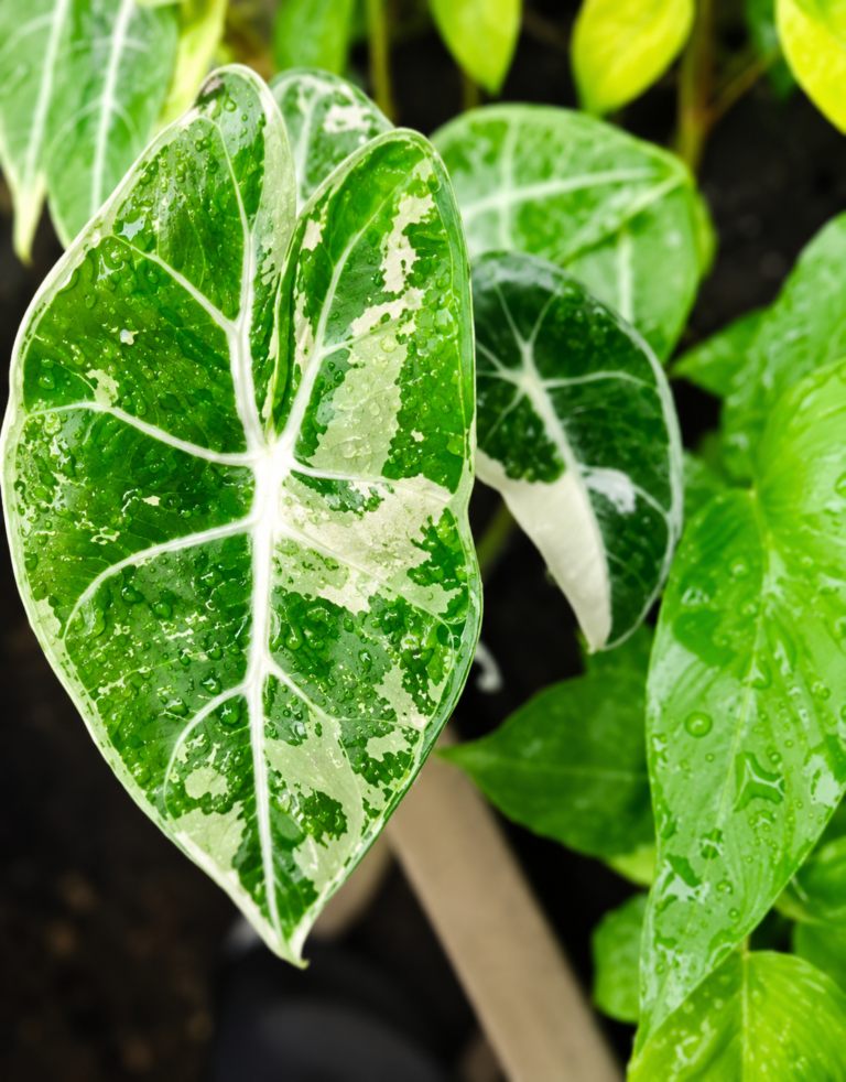 Alocasia Black Satun Pink Var