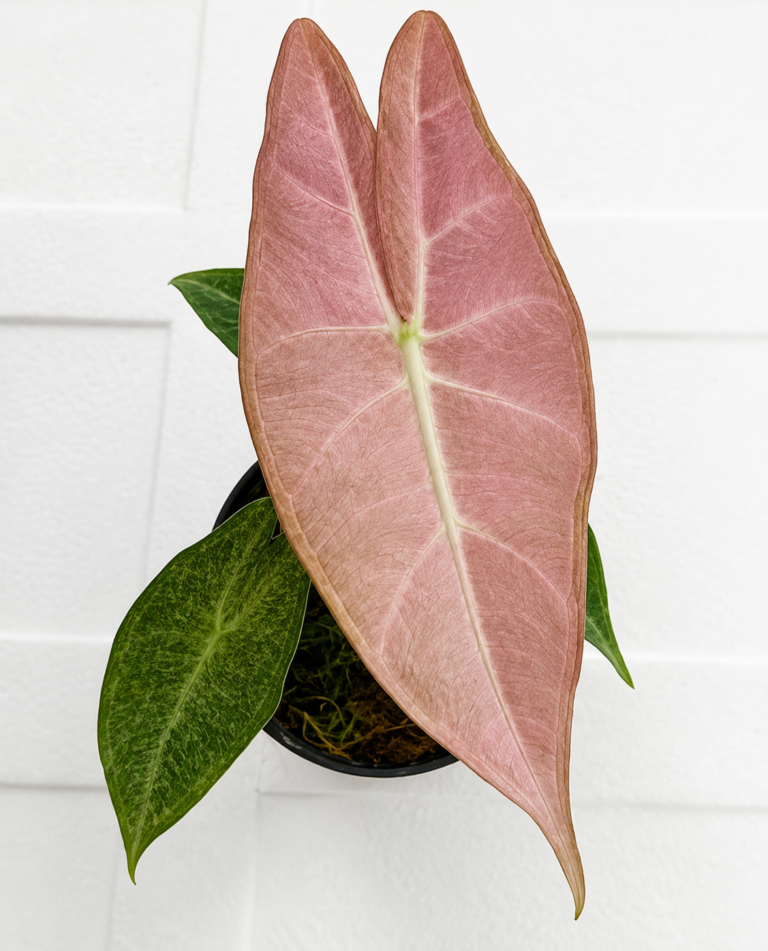 Alocasia Black Satun Stardust Var