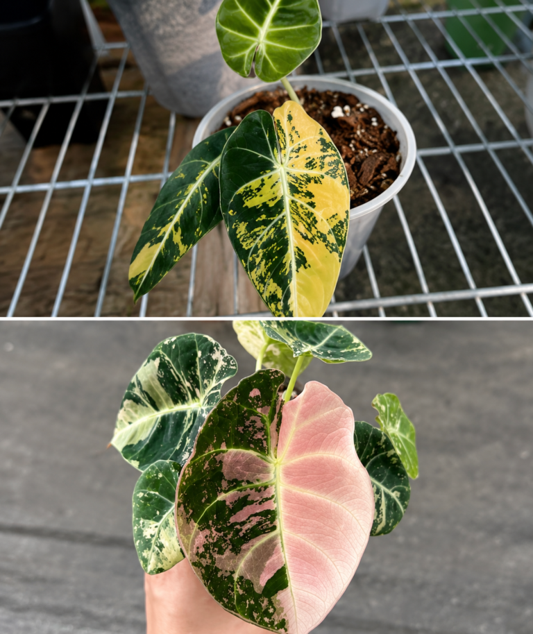Alocasia Black Velvet Aurea Var