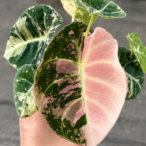 Alocasia Black Velvet Pink Var