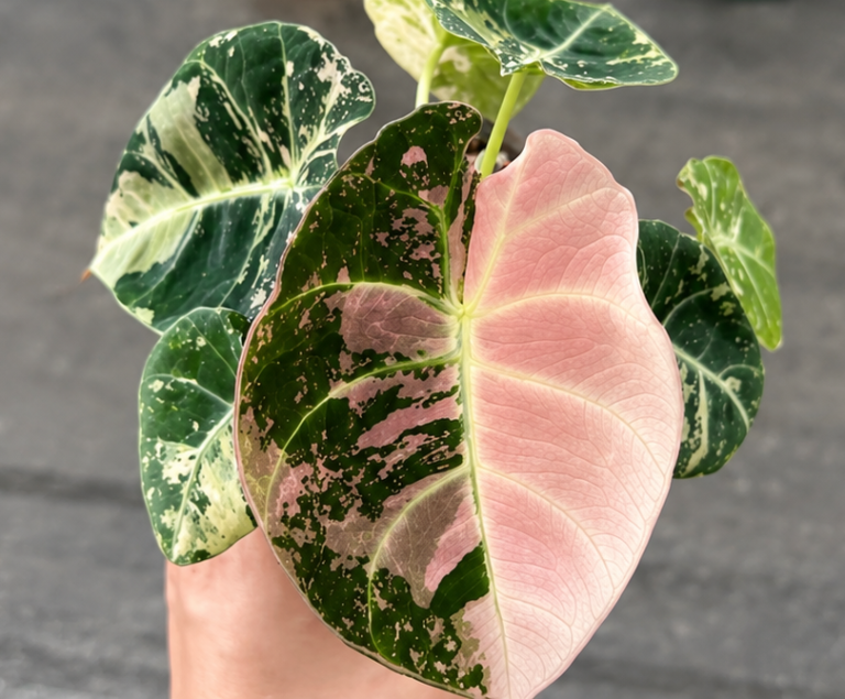 Alocasia Black Velvet Pink Var