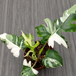Alocasia Brancifolia Albo Var