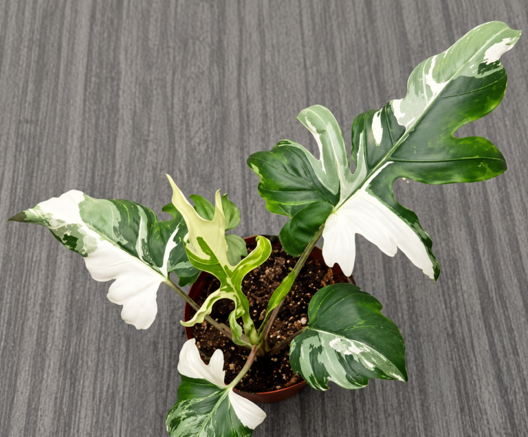 Alocasia Brancifolia Albo Var