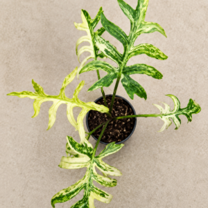 Alocasia Brancifolia Aurea Var