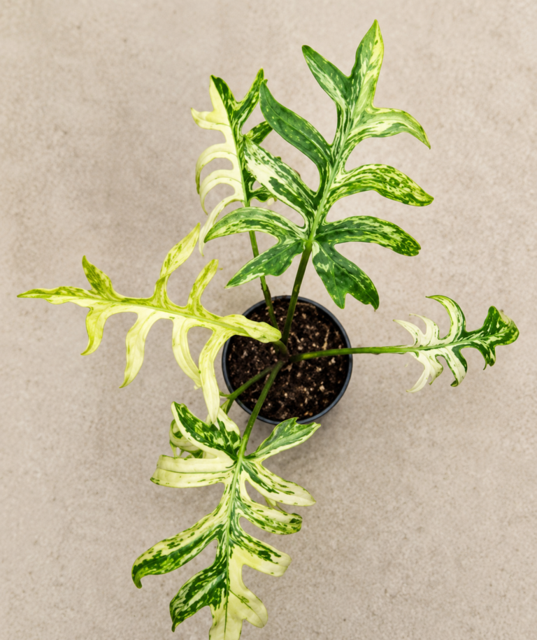 Alocasia Brancifolia Aurea Var