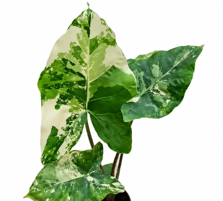 Alocasia 'Calidora variegata Albo
