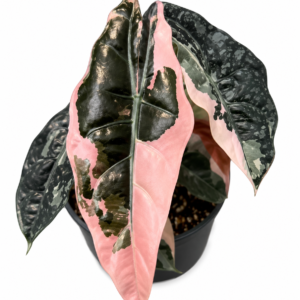 Alocasia Chantrieri Pink Var