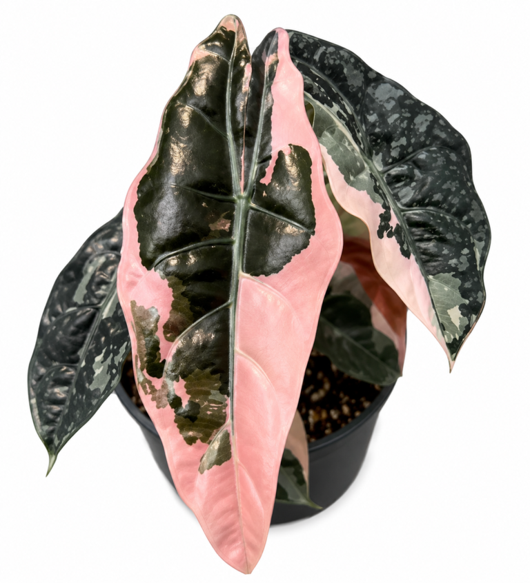Alocasia Chantrieri Pink Var
