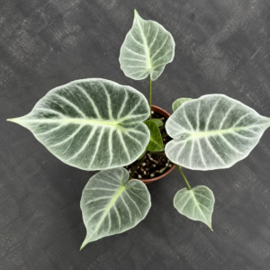 Alocasia Crystal