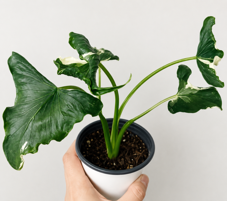 Alocasia Cucullata Crinkles Albo