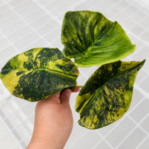Alocasia Cuprea Golden Latte Var