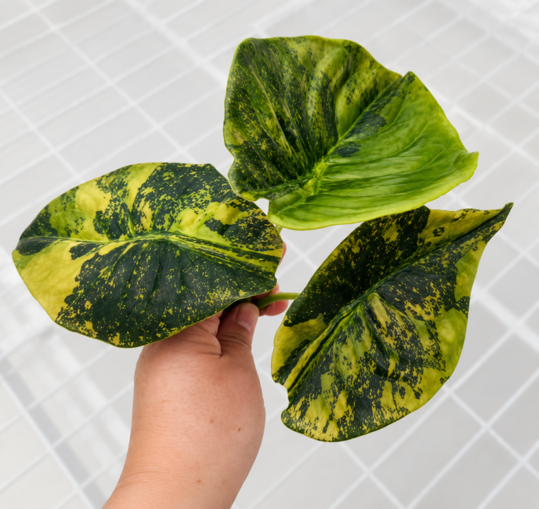 Alocasia Cuprea Golden Latte Var
