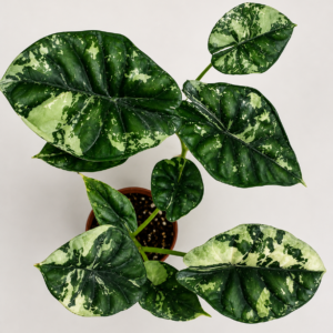 Alocasia Dragon Scale Albo Galaxy Var