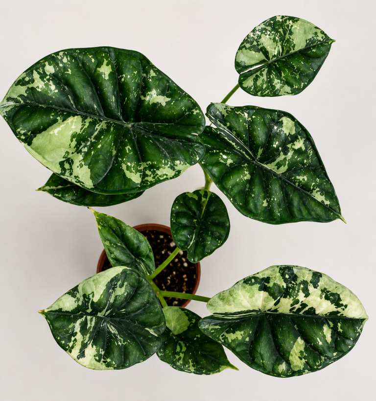Alocasia Dragon Scale Albo Galaxy Var