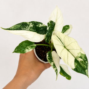Alocasia Dragon Scale Albo Var