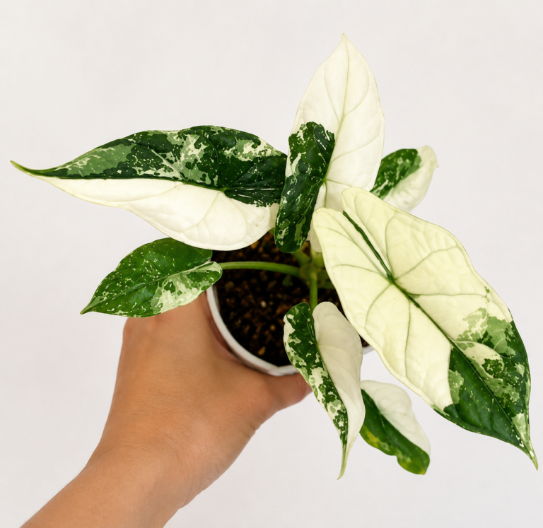 Alocasia Dragon Scale Albo Var