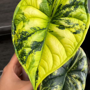 Alocasia Dragon Scale Aurea Var