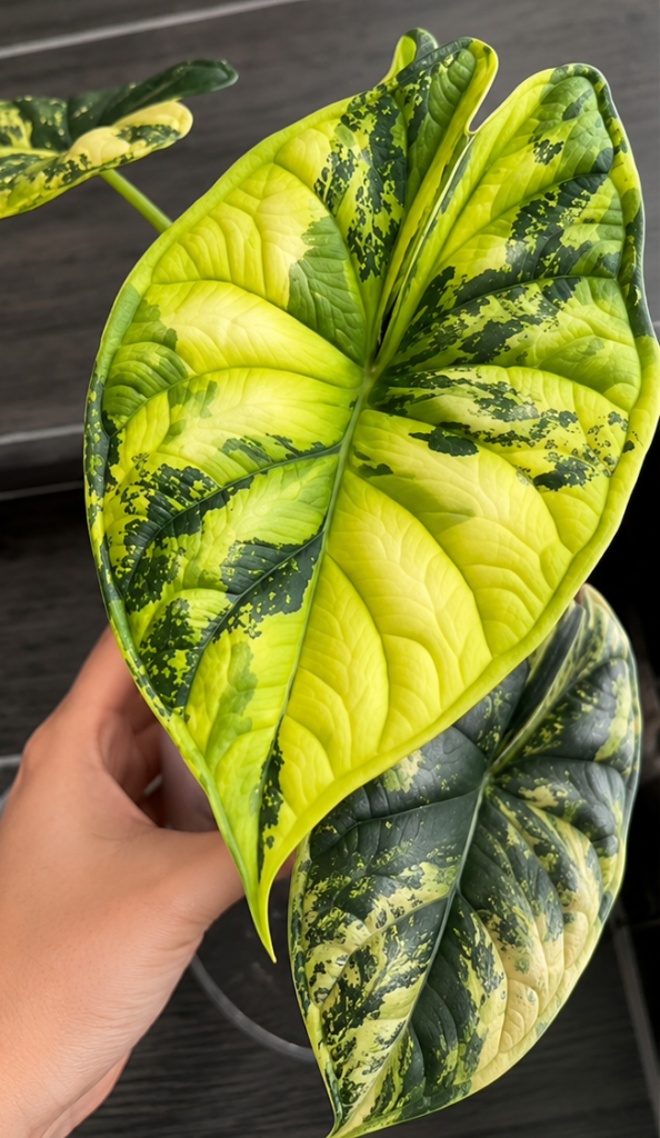 Alocasia Dragon Scale Aurea Variegated tissue culture plantlet, wholesale Alocasia TC