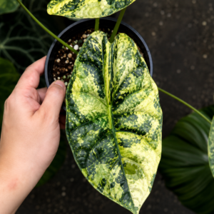 Alocasia Dragon Scale Mint Var