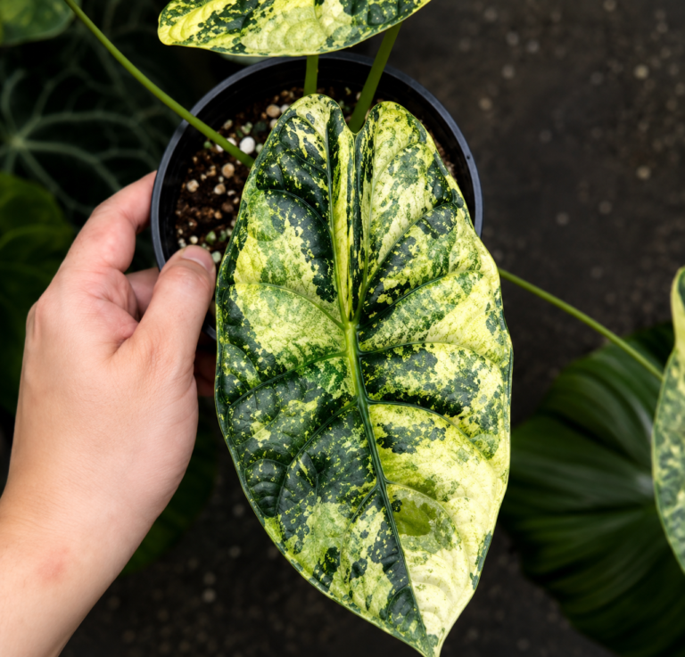 Alocasia Dragon Scale Mint Var