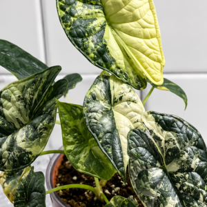 Alocasia Dragon Scale Tricolor Var