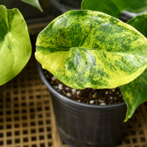 Alocasia Dragon's Breath