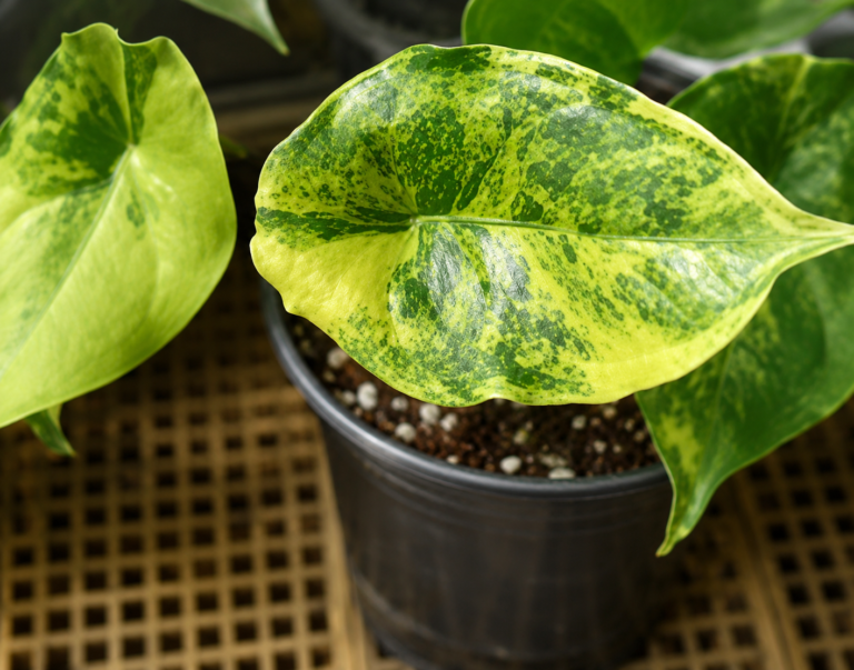 Alocasia Dragon's Breath