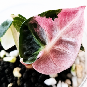Alocasia Heart Balloon Pink Var