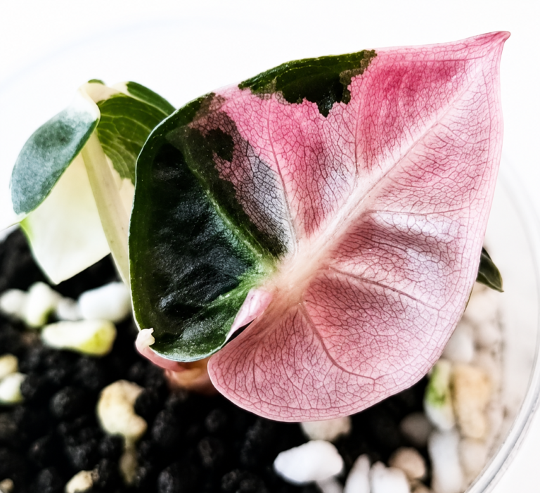 Alocasia Heart Balloon Pink Var